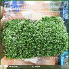 Rêu đầu trắng - loại rêu siêu khỏe, chịu nóng tốt