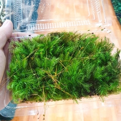 Rêu spiny (đuôi sóc)