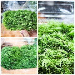 Rêu cỏ mây (đuôi chồn)