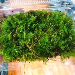 Rêu spiny (đuôi sóc)