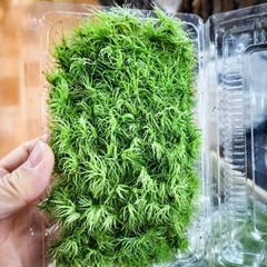 Rêu cỏ mây (đuôi chồn)