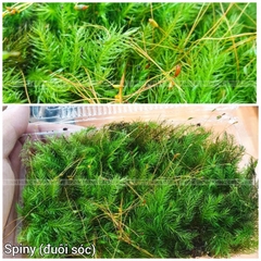 Rêu spiny (đuôi sóc)