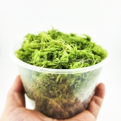 Dớn tươi (Sphagnum lescurii) hộp 600ml