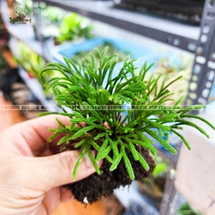 Cây trường sinh thảo