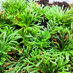 Cây trường sinh thảo