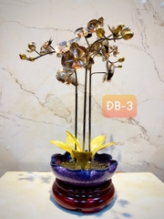 CHẬU LAN PHÚ QUÝ ĐỒNG BẠCH, 3 CÀNH (Cao 43cm)