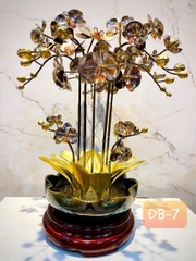 CHẬU LAN PHÚ QUÝ ĐỒNG BẠCH, 7 CÀNH (Cao 46cm)