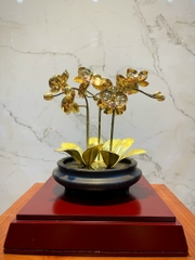CHẬU LAN VÀNG PHÚ QUÝ, MẠ VÀNG HOA, CAO 25cm (3 CÀNH)