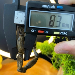 [LIVE] Vòng tay trầm hương Kì Hải Nam dạng mắt tử 8mm 7g thơm mạnh 033