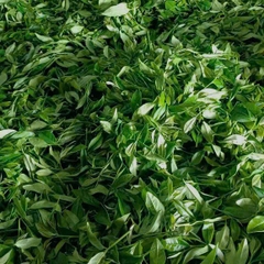 Chè ô long Phia Đén (500g)