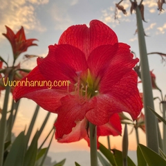 Hoa lan huệ (mix ngẫu nhiên củ các loại)