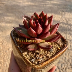 Sen đá (tính cả chậu)