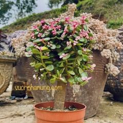 Sen đá dola hồng thụ