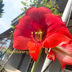 Hoa lan huệ (mix ngẫu nhiên củ các loại)
