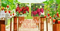 Vườn dâu Đà Lạt – Trải nghiệm tham quan & hái dâu hấp dẫn nhất 2026