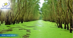 Tour Bà Lụa - Châu Đốc - Rừng Tràm Trà Sư 3 Ngày 2 Đêm