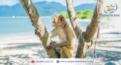 Giá Vé Đảo Khỉ Nha Trang 2026 | Đặt Online Giờ Tàu Mới Nhất