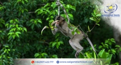 Tour Cần Giờ 1 Ngày | Đảo Khỉ - Rừng Sác - Biển 30/4 - Chợ Hải Sản Giá Rẻ