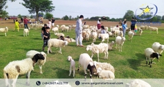 Tour Hồ Tràm 2 Ngày 1 Đêm | Resort Sát Biển, Thưởng Thức Hải Sản Tươi Ngon