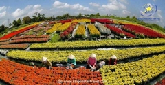 Tour Đà Lạt - Vĩnh Hy 4 Ngày 3 Đêm | Checkin Rừng & Biển Tuyệt Đẹp