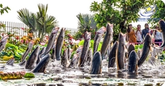 Tour Du Lịch Đồng Tháp 1 Ngày | Trải Nghiệm Hấp Dẫn, Giá Cực Ưu Đãi