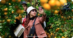 Tour Du Lịch Đồng Tháp 1 Ngày | Trải Nghiệm Hấp Dẫn, Giá Cực Ưu Đãi