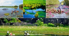 Tour Đồng Tháp Lễ 30/4 2 Ngày 1 Đêm: Khám Phá Xứ Sen Hồng