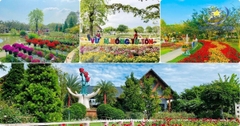 Tour Đồng Tháp Lễ 30/4 2 Ngày 1 Đêm: Khám Phá Xứ Sen Hồng
