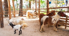Vé Tham Quan Mango Beach Mũi Né 2025