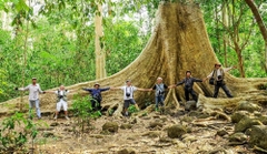 Tour Rừng Già Nam Cát Tiên 2 Ngày 1 Đêm | Treking Cây Tung Cổ Thụ - Cây Đa Lộc Giao