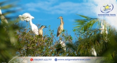 Tour Vàm Sát Cần Giờ 1 Ngày | Đi Cano Khám Phá Rừng Ngập Mặn Giá Tốt