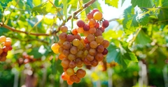 Tour Khách Đoàn - Bình Hưng - Ninh Chữ - Vĩnh Hy 3N3Đ