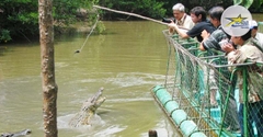 Tour Du Lịch Cần Giờ 1 Ngày - Khám Phá Đảo Khỉ - KDL Rừng Vàm Sát