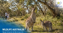 Tour Úc 6 Ngày 5 Đêm: Sydney - Blue Mountains - Melbourne