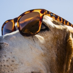 goodr Sunglasses OG BOSLEYS BASSET HOUND DREAMS