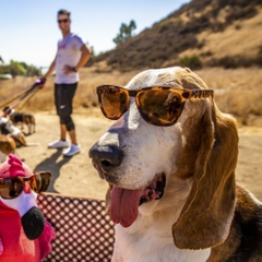 goodr Sunglasses OG BOSLEYS BASSET HOUND DREAMS