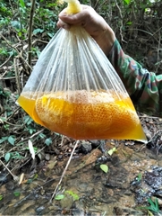 Mật ong khoái rừng bán theo tổ (kg)