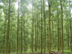 Cây keo lai