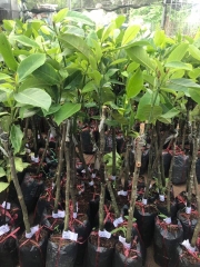 Cây mít tố nữ