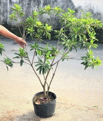 Cây sapoche Cần Thơ