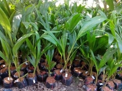 Cây dừa xiêm lùn