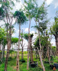 Cây cẩm lai