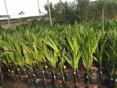 Cây dừa xiêm lùn