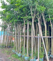 Cây Giáng Hương