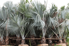 Cây kè bạc nhỏ
