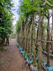 Cây Lim Xẹt