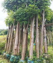 Cây Xà Cừ