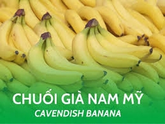 Cây chuối Nam Mỹ
