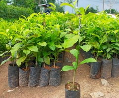 Cây giổi ghép
