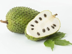 Cây mãng cầu xiêm (ghép)